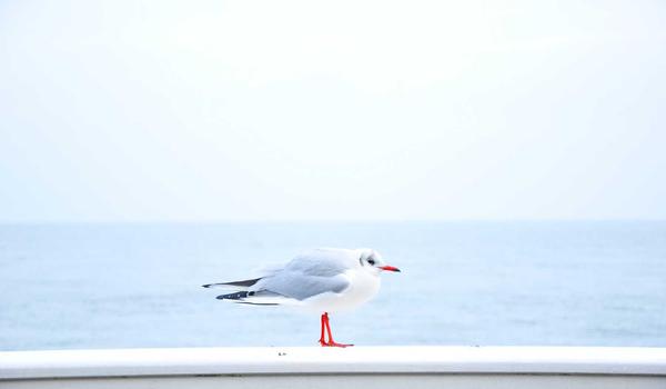 麻将规则详解